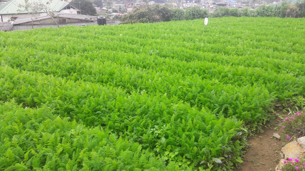 Silver Meir Bungalow Nuwara Eliya Eksteriør bilde